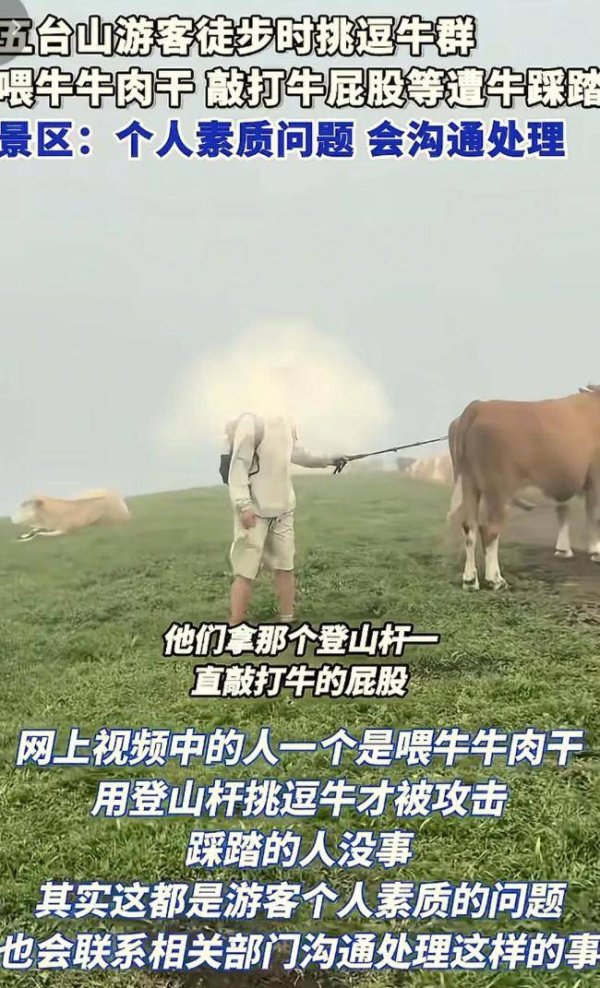 桥宜速配 五台山游客逗牛反遭踩踏，景区：个人素质何在？